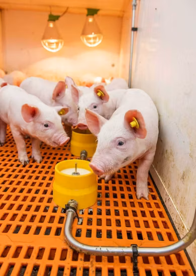 Afilado automático Fácil de usar Pantalla táctil Punzonadora Sistemas de herramientas